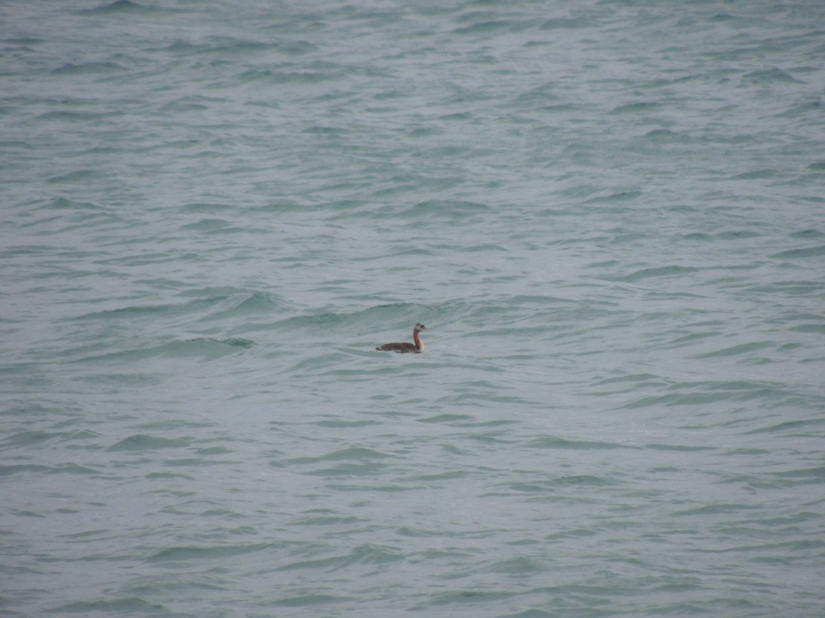 Great Grebe - ML643929683