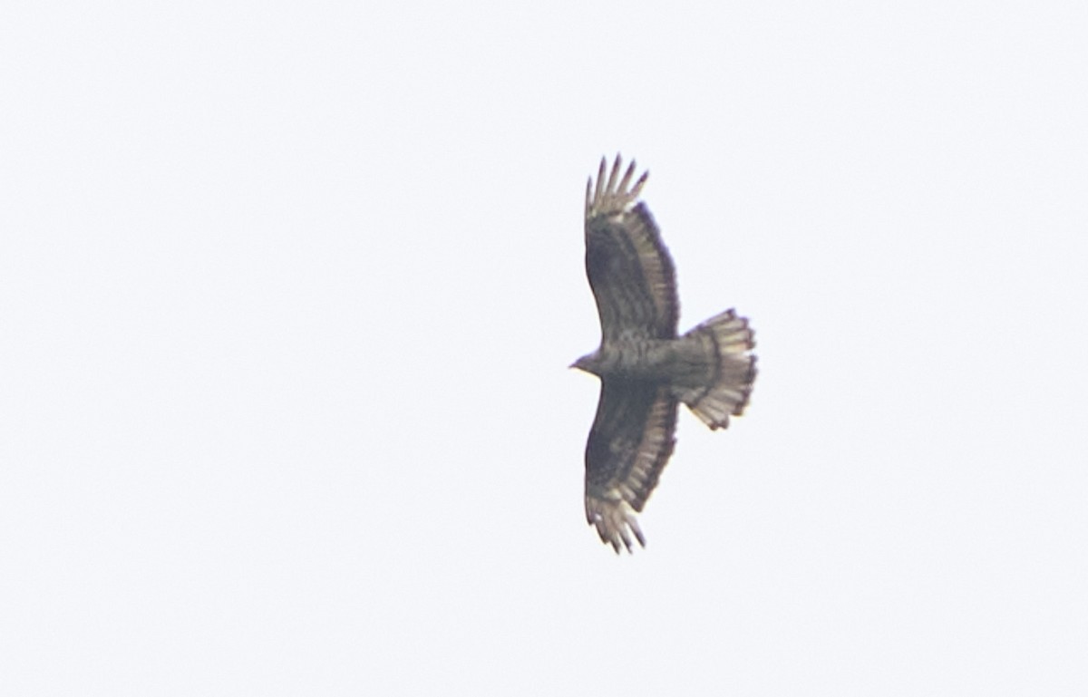 Балч гоорбис - ML643929707