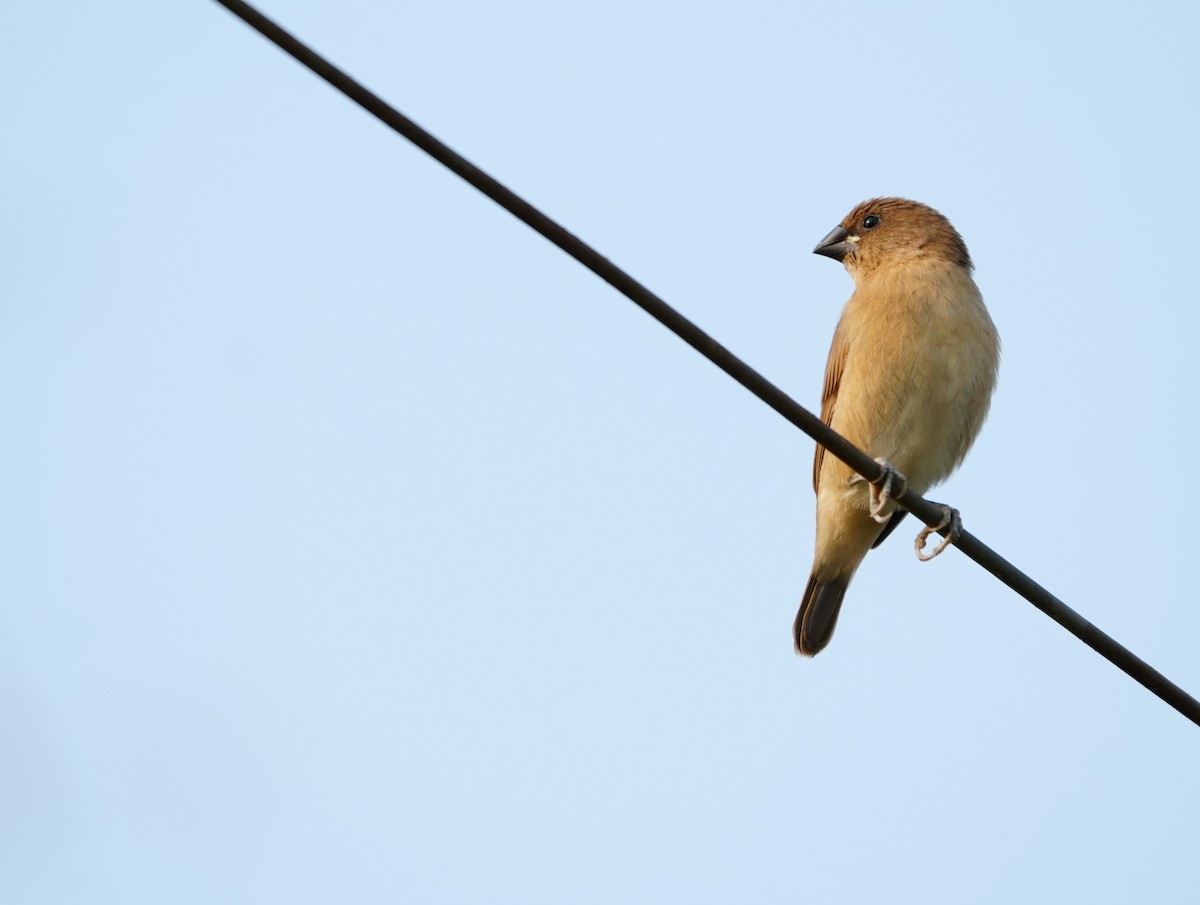 斑文鳥 - ML643929722