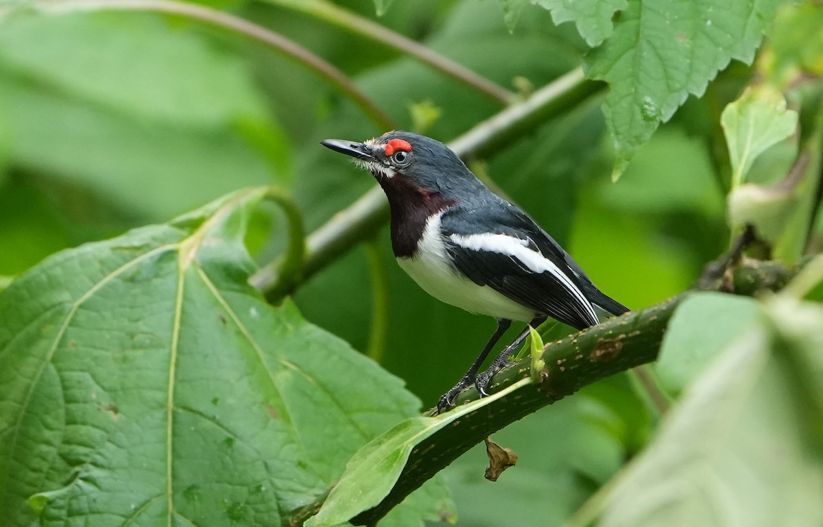Brown-throated Wattle-eye - ML643929723