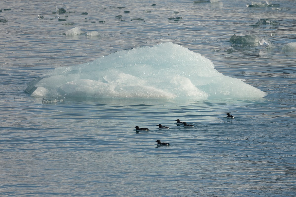 polarlomvi - ML643929777