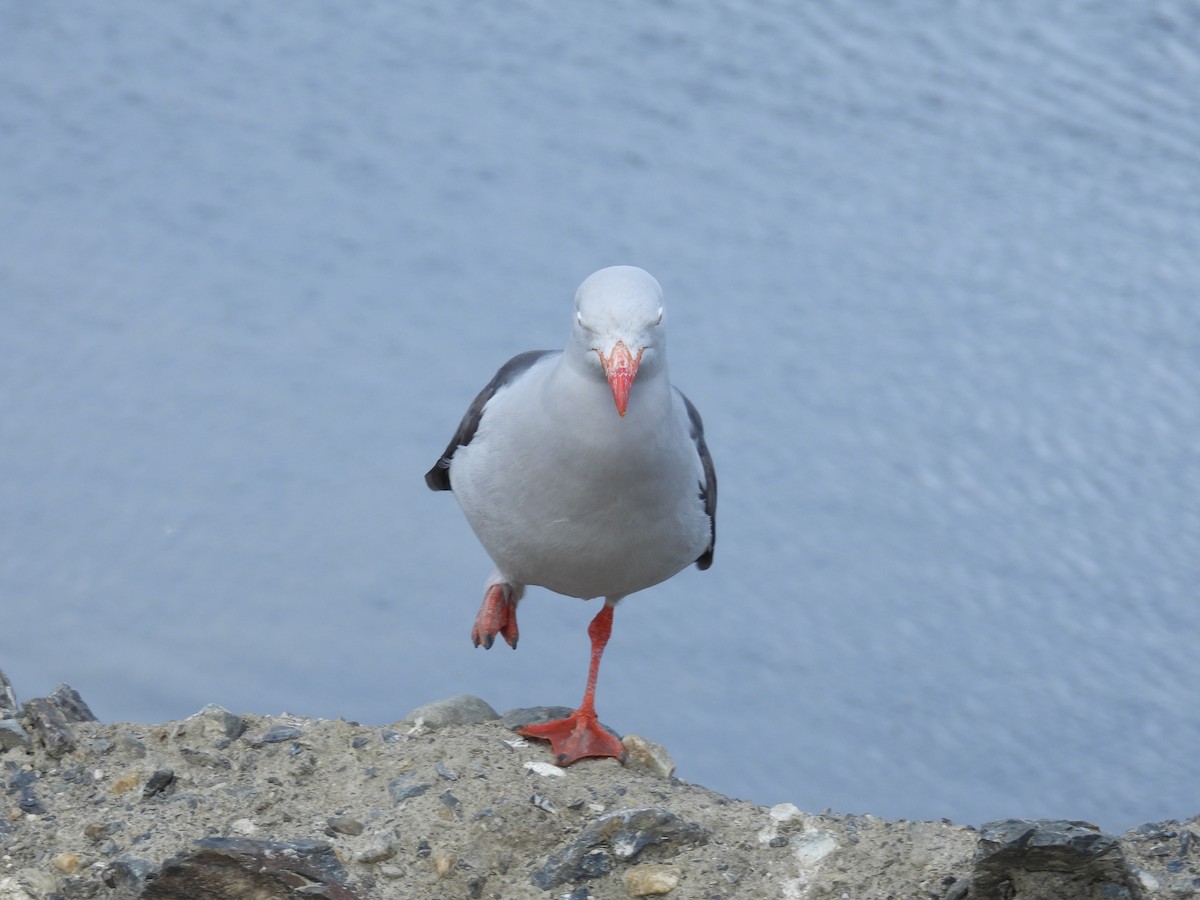 racek magellanský - ML643929792