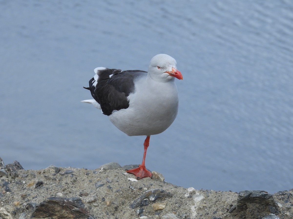 racek magellanský - ML643929793