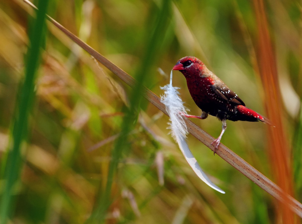 Red Avadavat - ML643929818