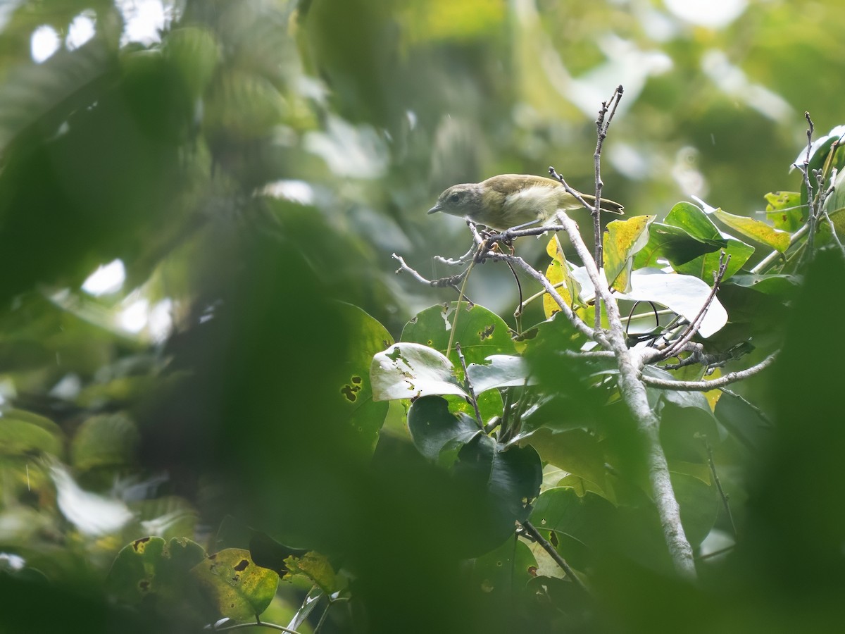 Island Leaf Warbler - ML643929838