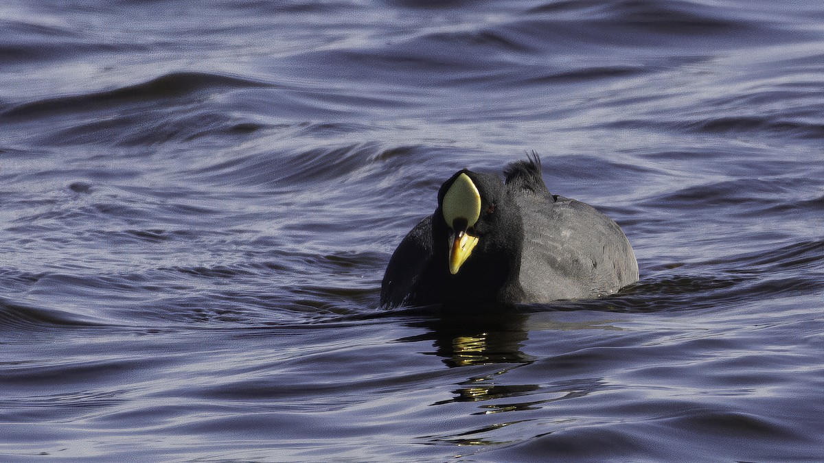 Red-gartered Coot - ML643929839
