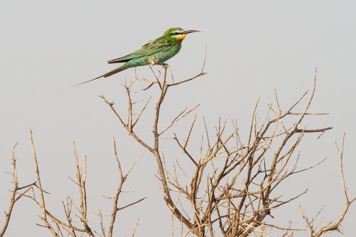 Blue-cheeked Bee-eater - ML643929844