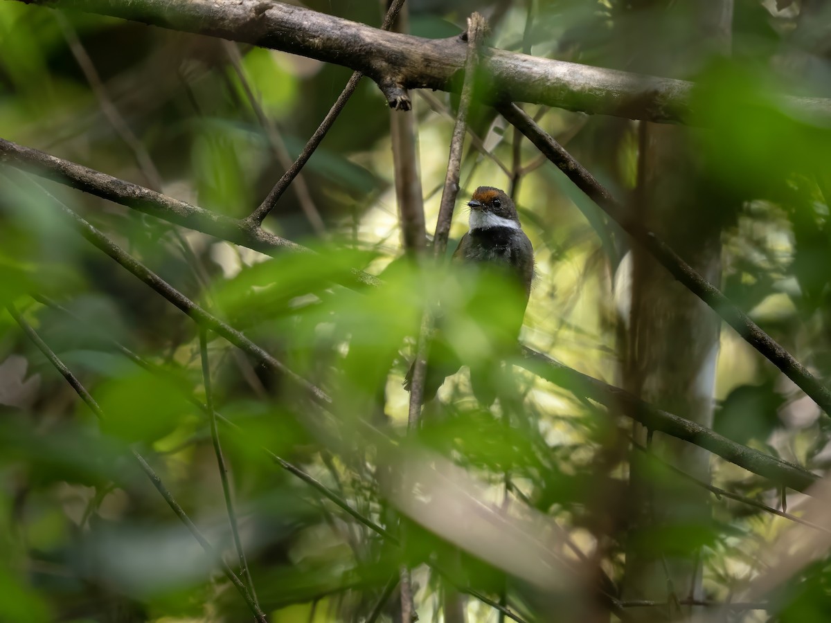 Peleng Fantail - ML643929848