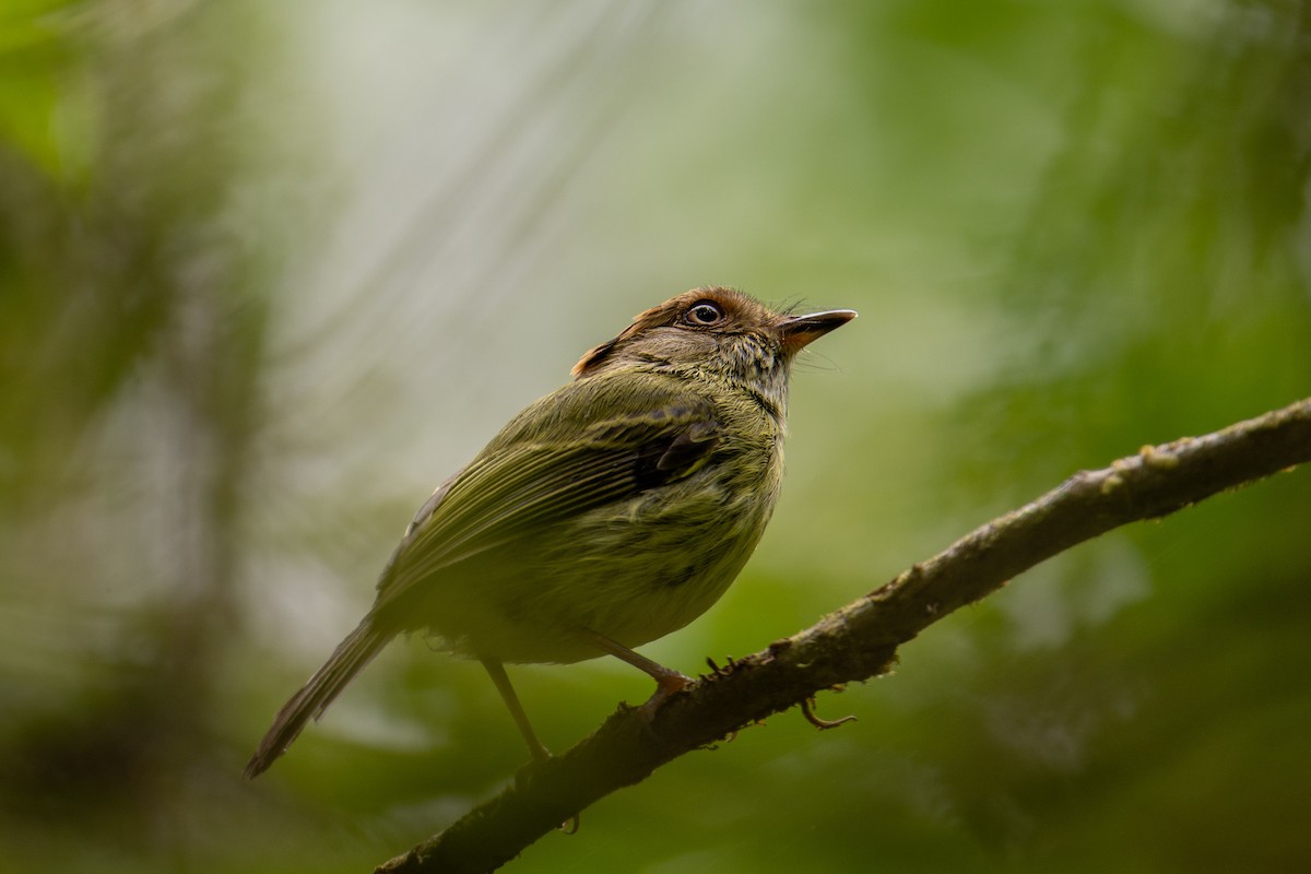 Scale-crested Pygmy-Tyrant - ML643929855