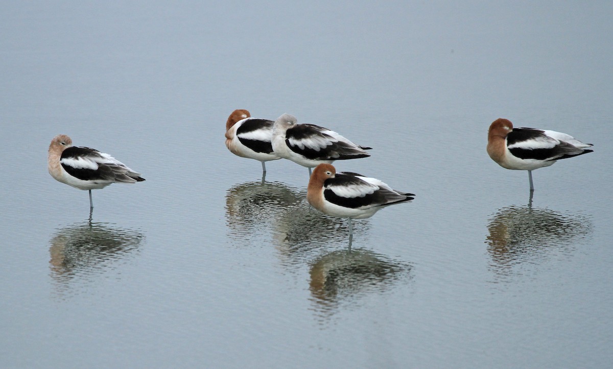 American Avocet - ML643929872