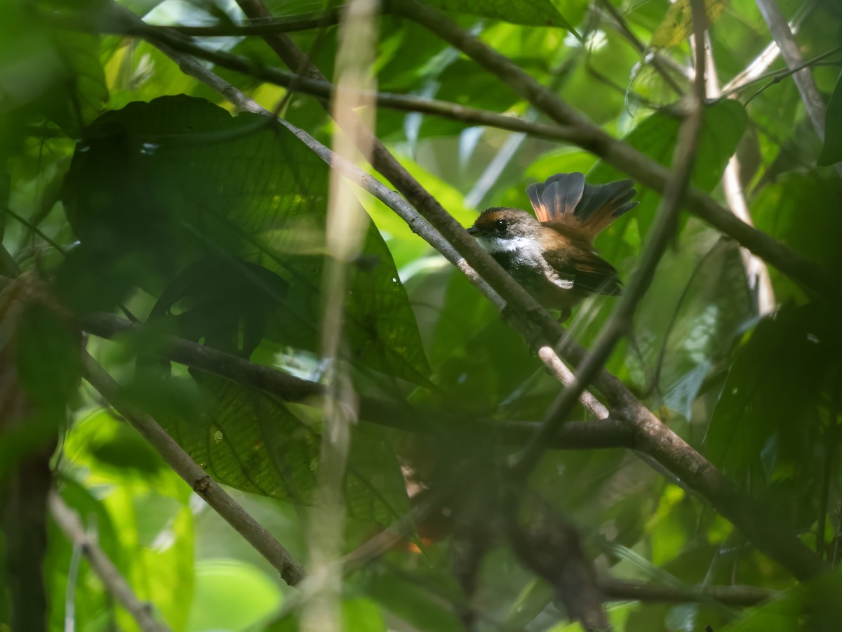 Peleng Fantail - ML643929876