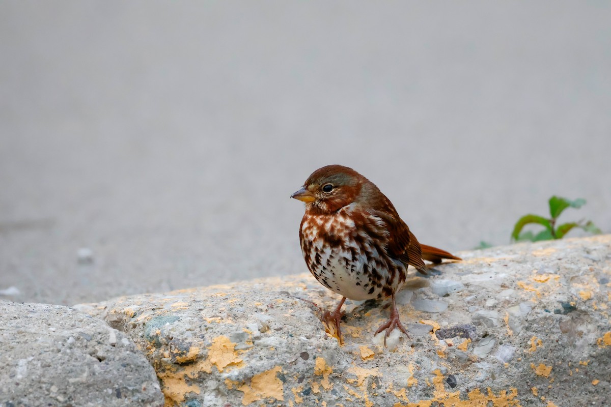 Fox Sparrow - ML643929888