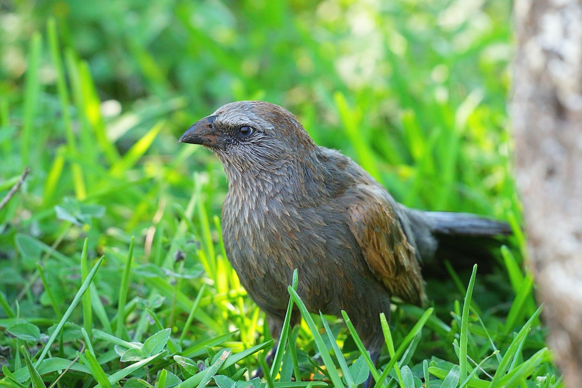 Apostlebird - ML643929889