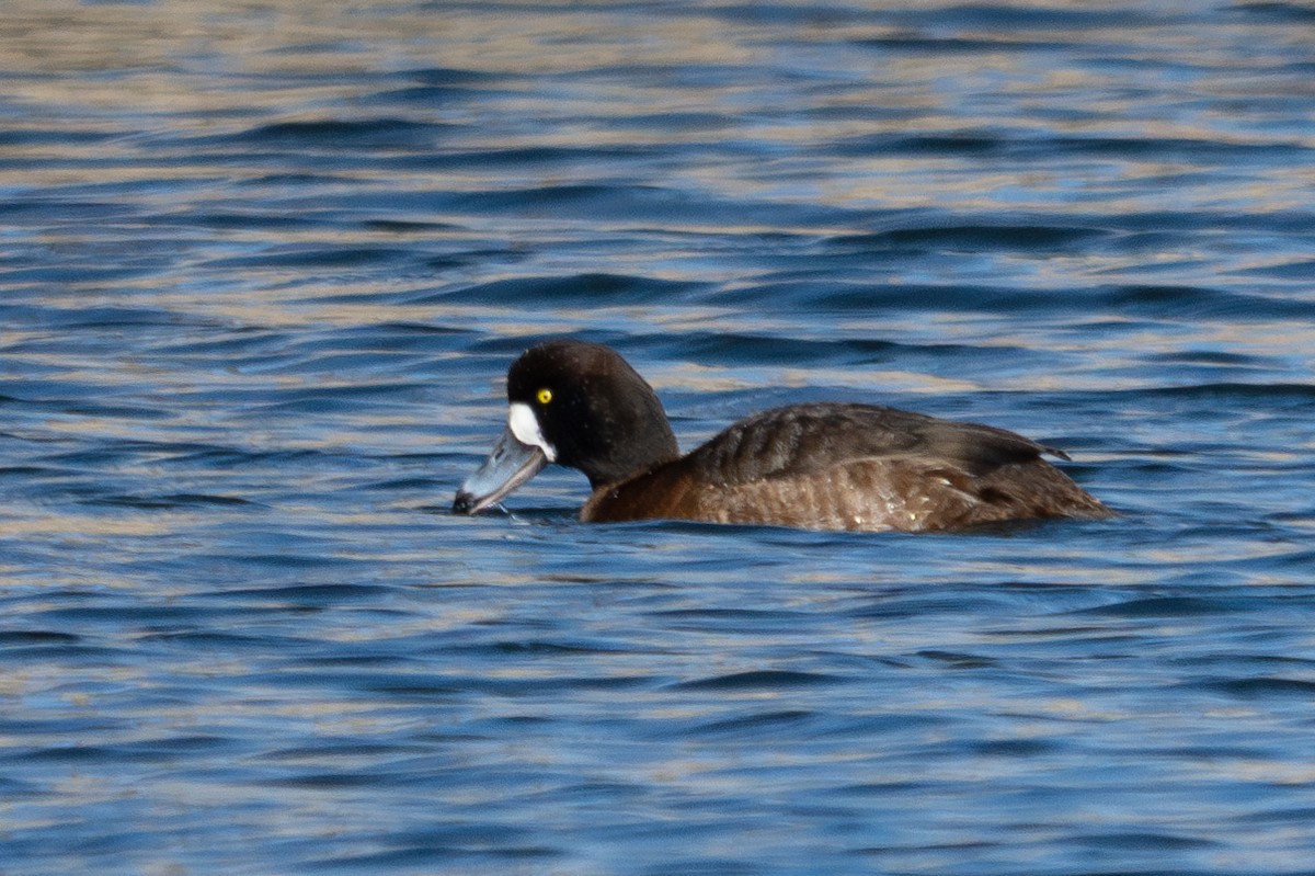 Greater Scaup - ML643929897