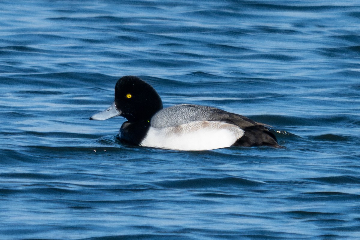 Greater Scaup - ML643929898