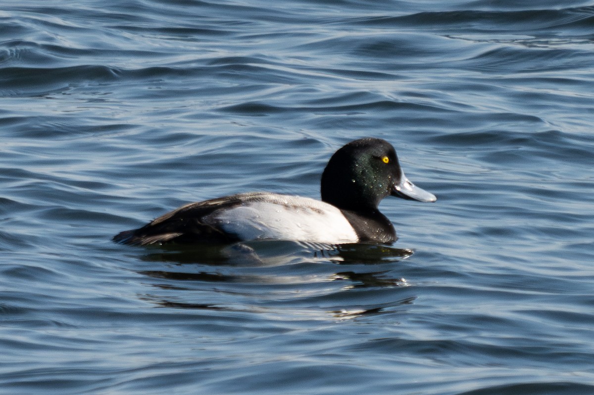 Greater Scaup - ML643929906