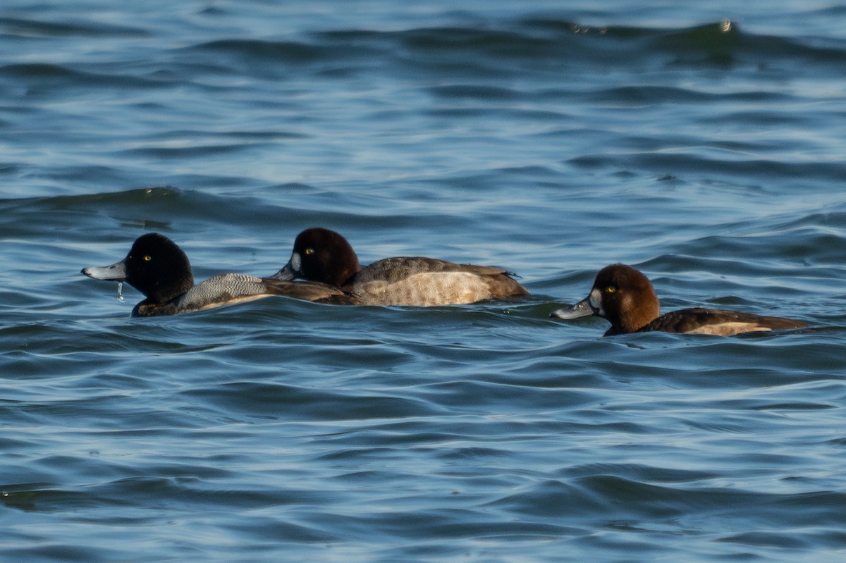 Greater Scaup - ML643929907