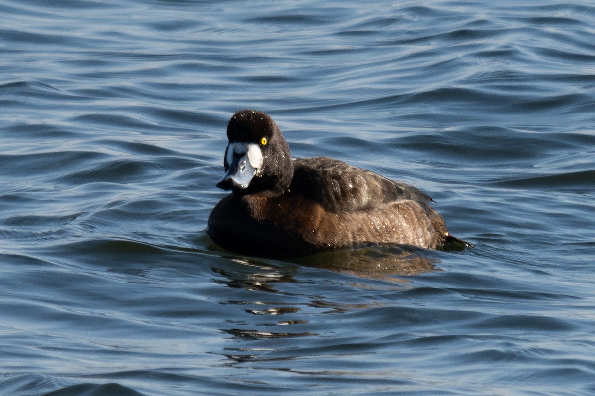 Greater Scaup - ML643929908