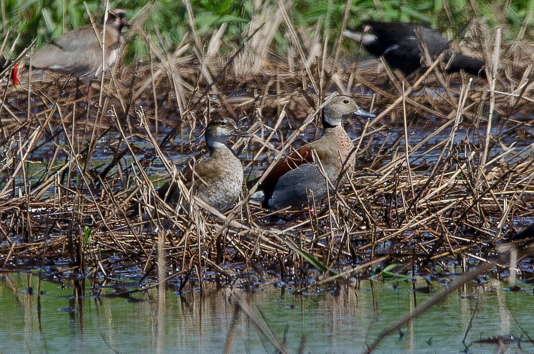 Rotschulterente - ML643929936