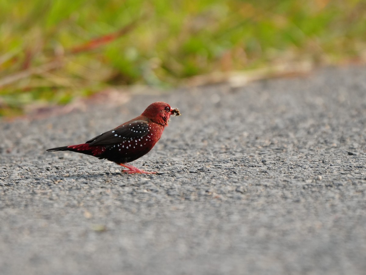 Red Avadavat - ML643929946