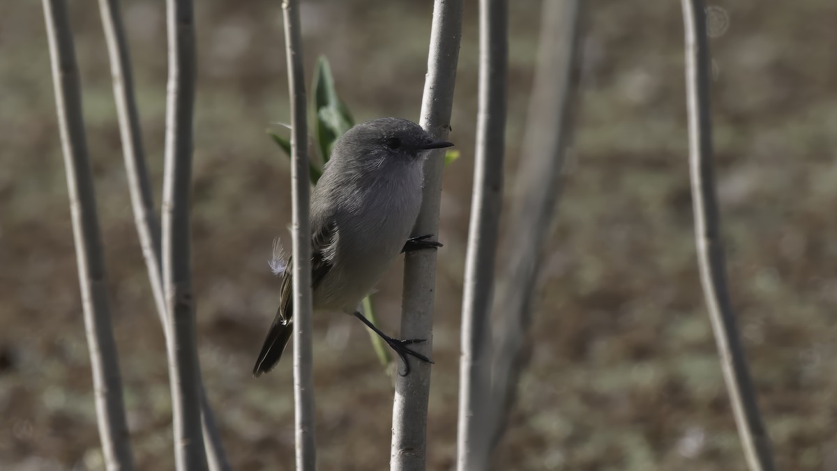 Sooty Tyrannulet - ML643929952