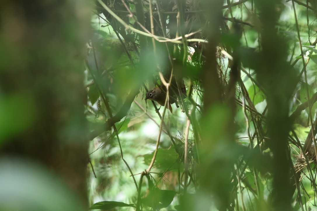 Montane Foliage-gleaner - ML643930021