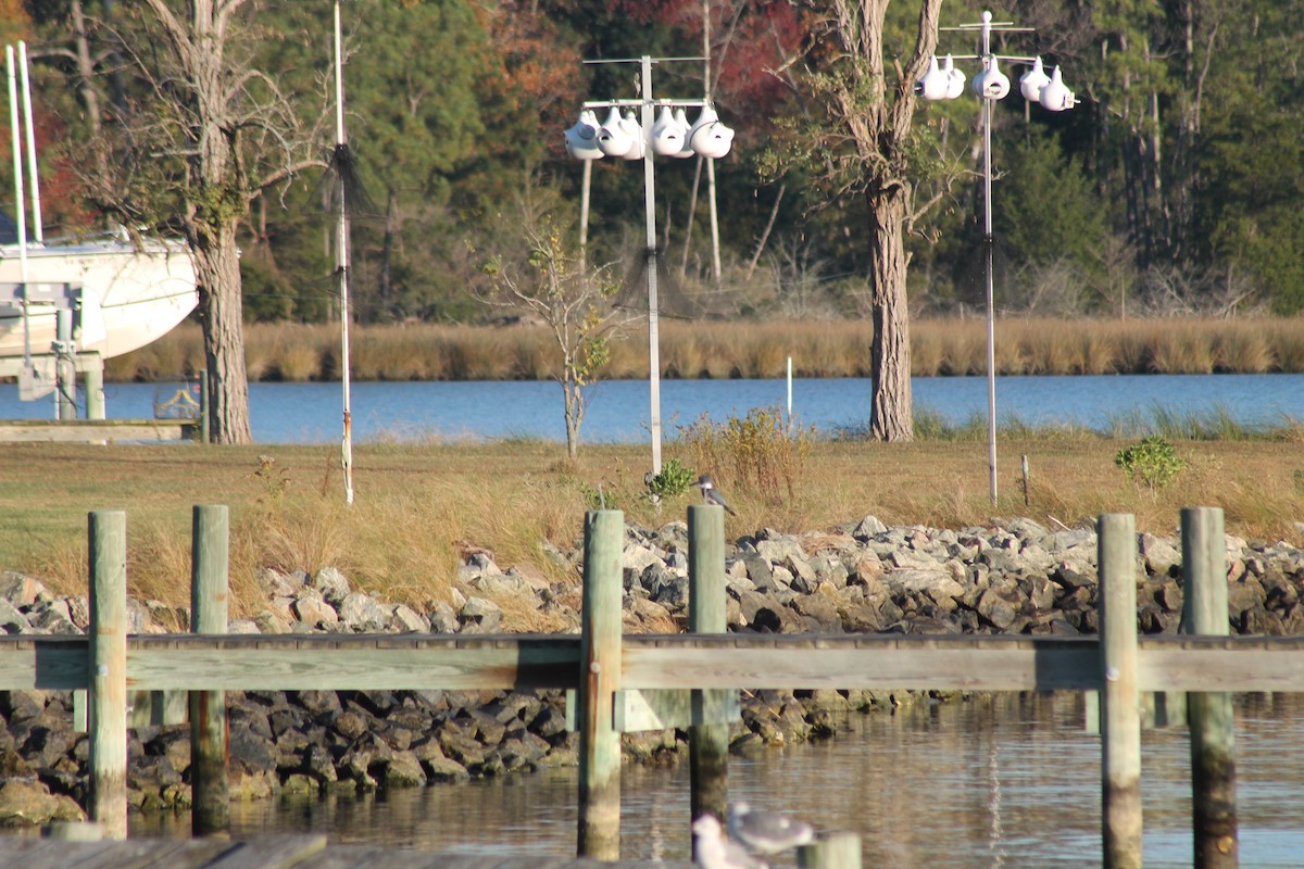 Belted Kingfisher - ML643930043