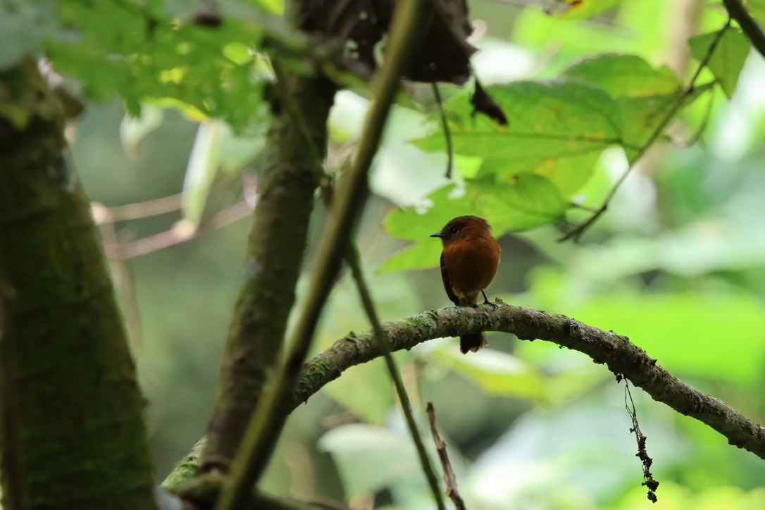 Cinnamon Flycatcher - ML643930046
