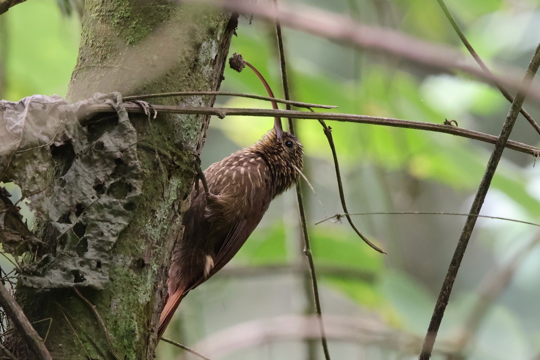 チャユミハシオニキバシリ - ML643930058