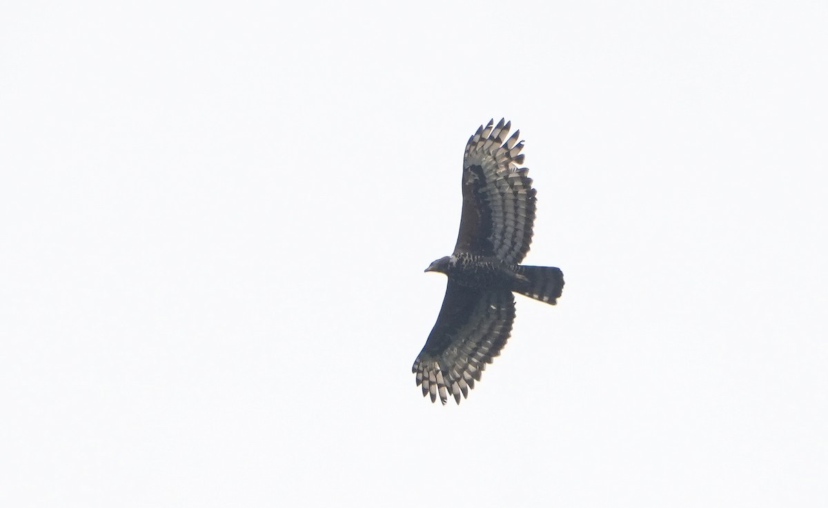 Aigle couronné - ML643930059