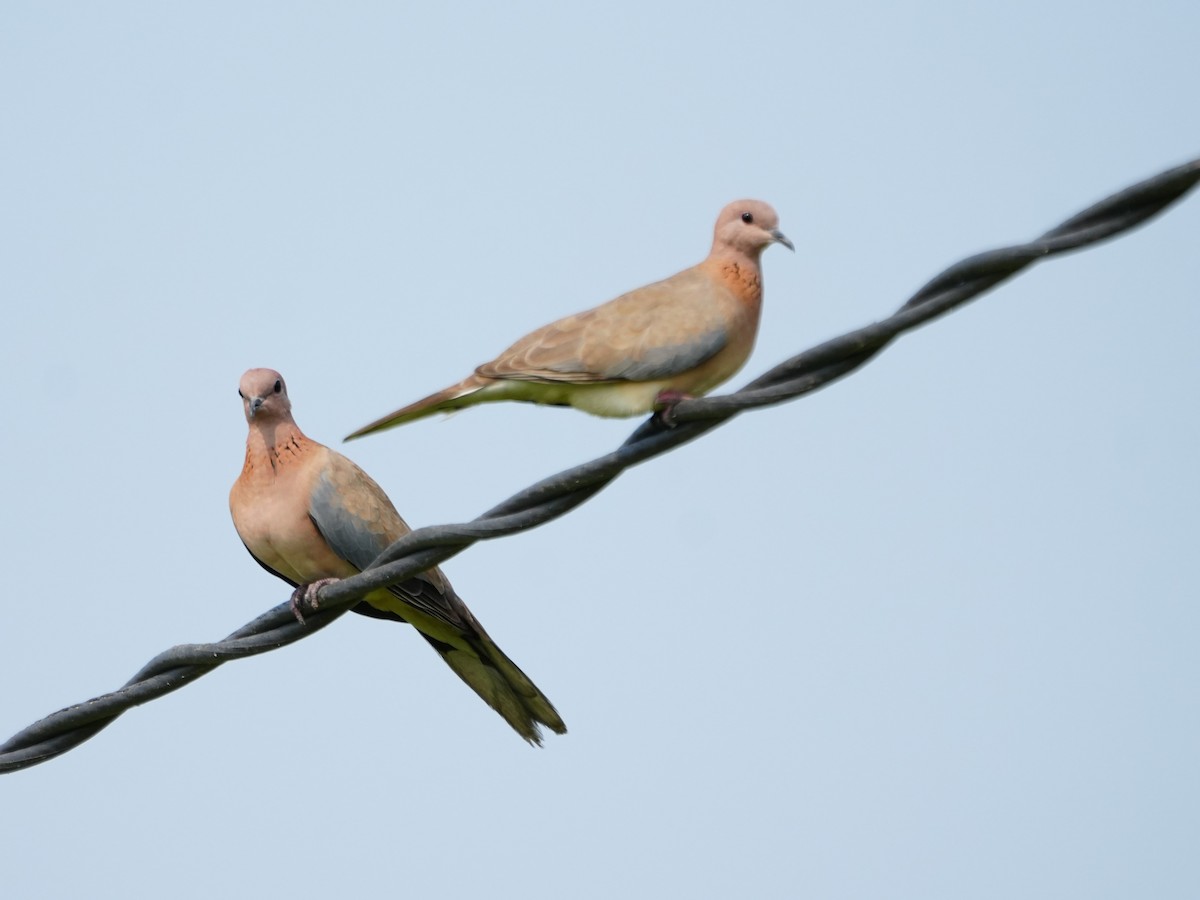 Laughing Dove - ML643930060