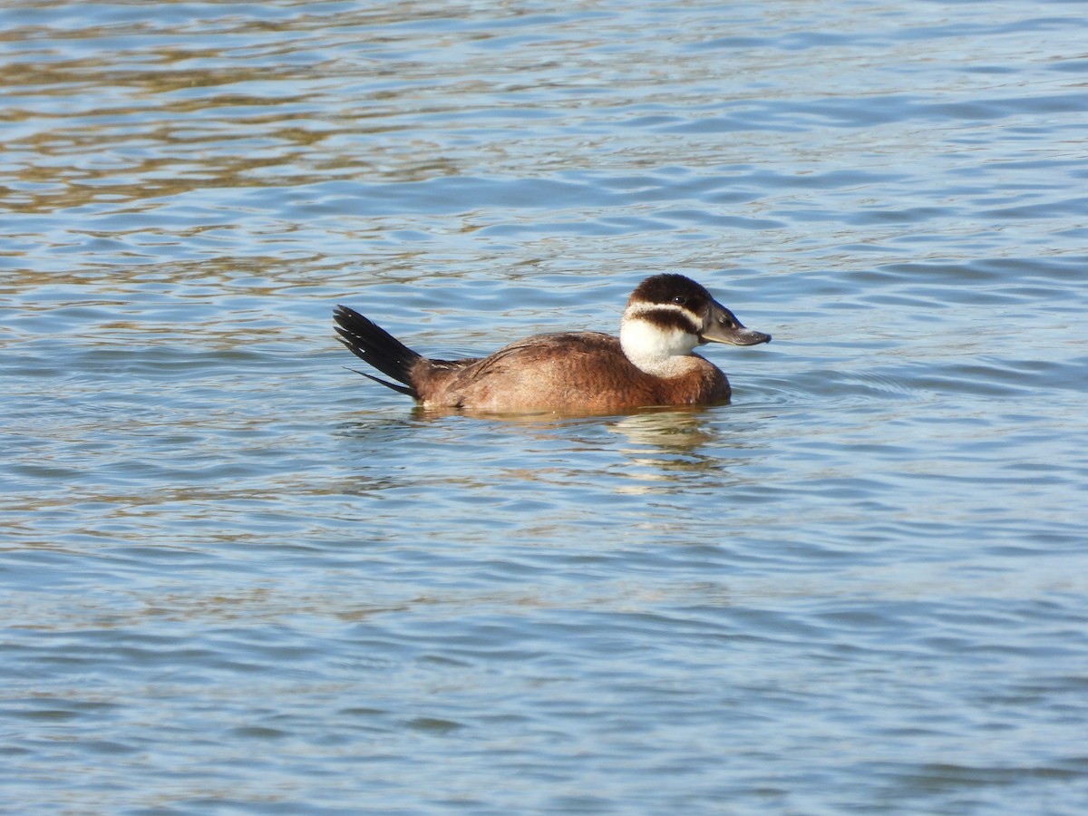 White-headed Duck - ML643930063