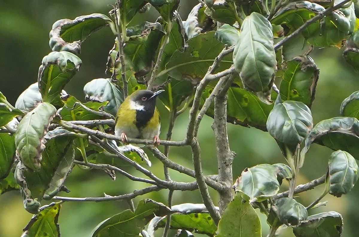 Black-faced Apalis - ML643930064