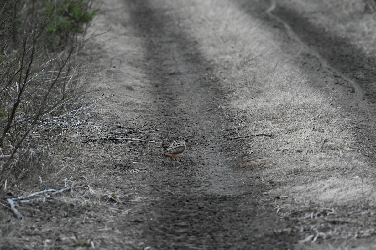 American Woodcock - ML643930066
