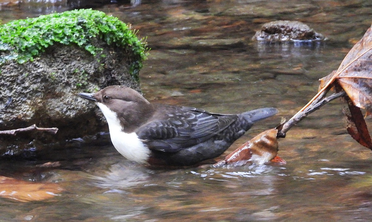 White-throated Dipper - ML643930069