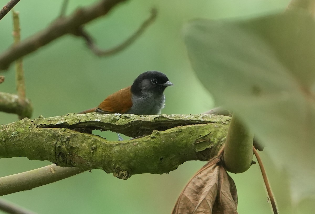 Schwarzkopf-Grasmücke - ML643930070