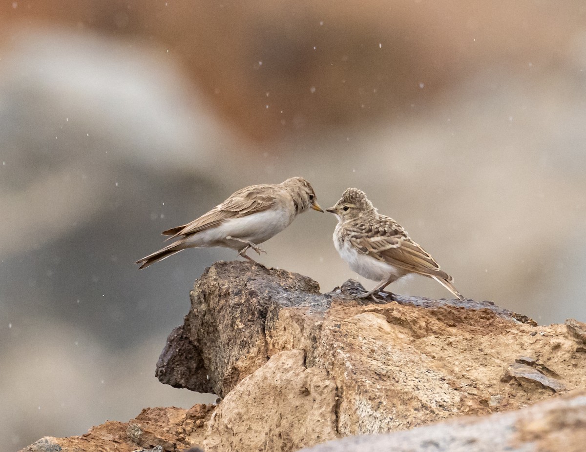 Hume's Lark - ML643930072