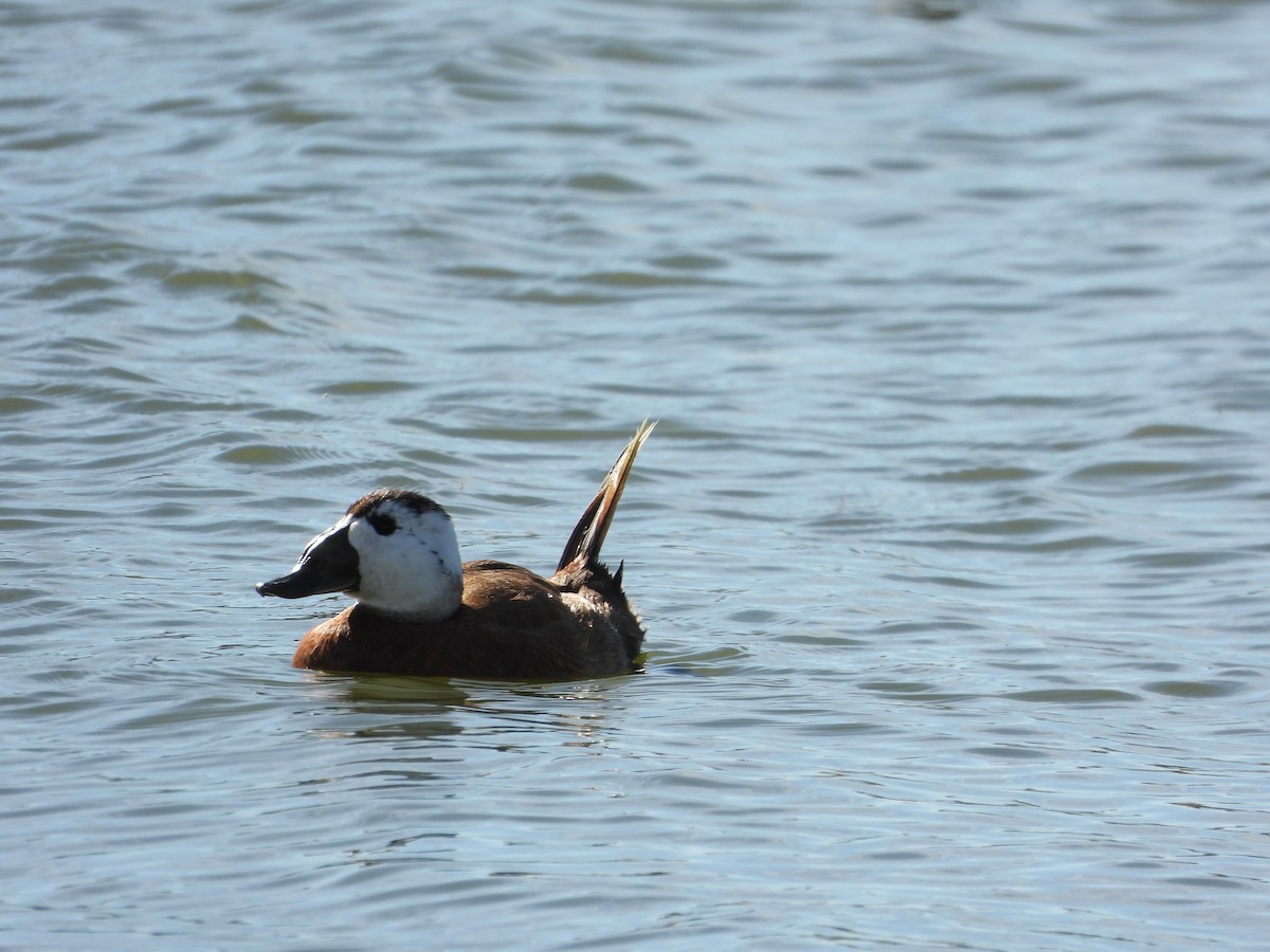 White-headed Duck - ML643930073