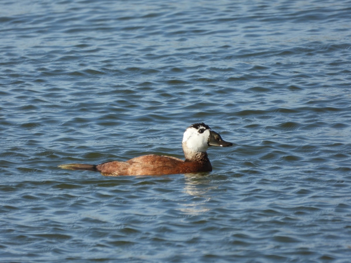White-headed Duck - ML643930086