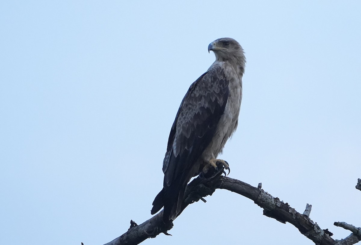 Tawny Eagle - ML643930094