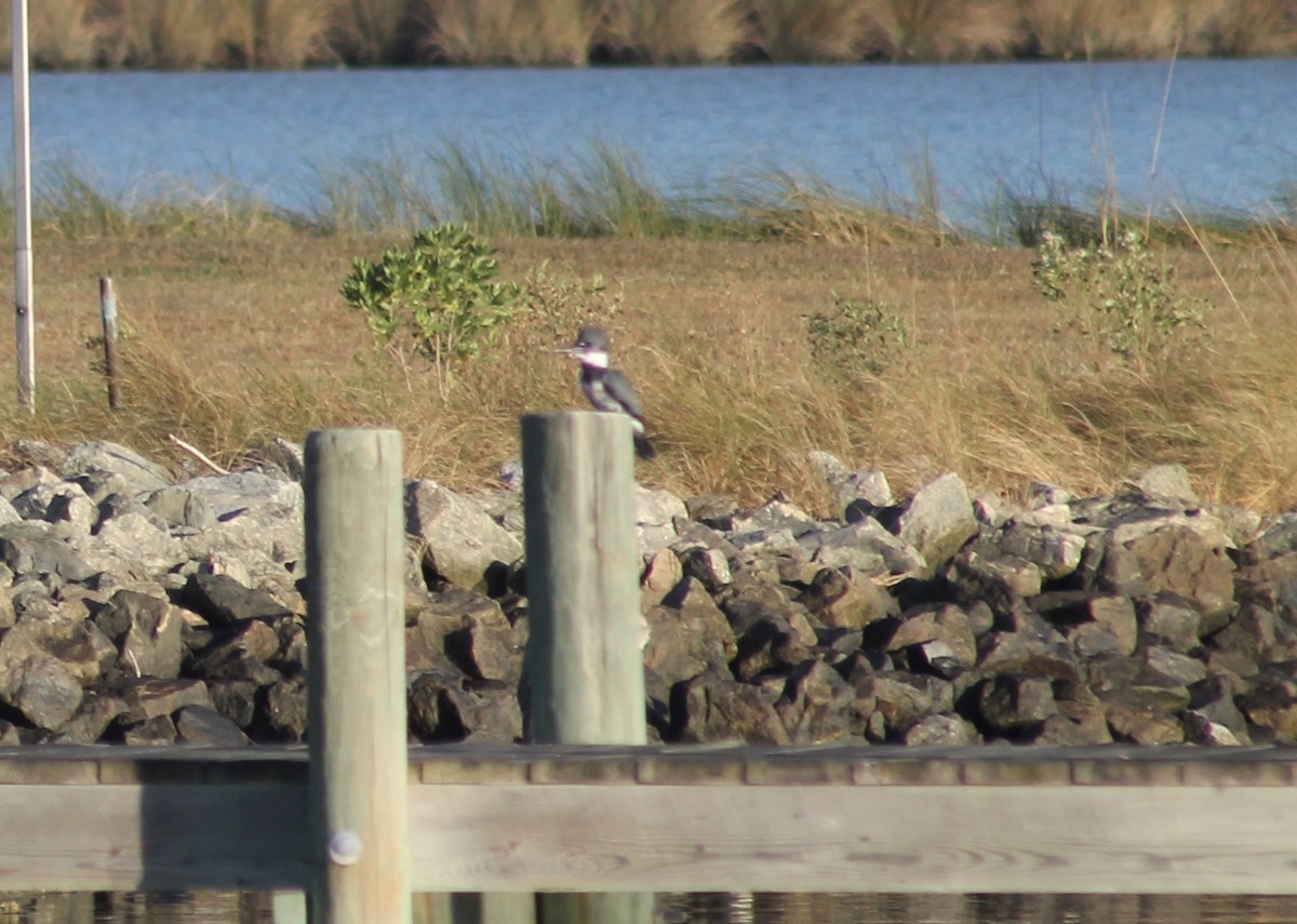 Belted Kingfisher - ML643930095