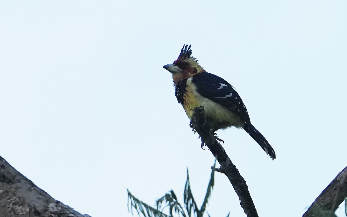 Crested Barbet - ML643930103