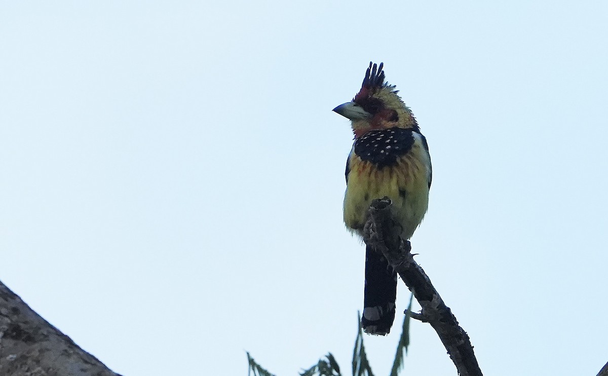 Crested Barbet - ML643930104