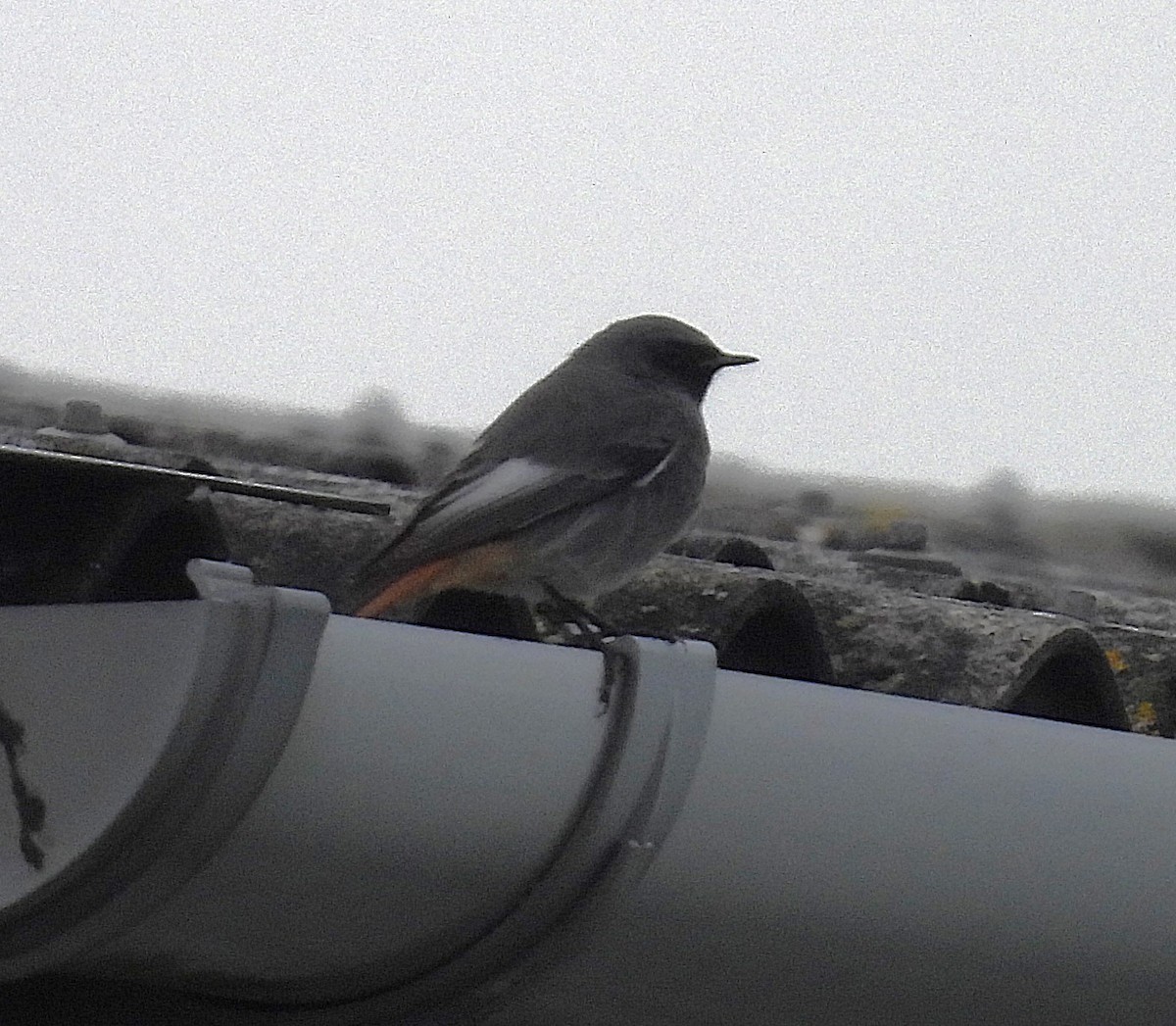 Black Redstart - ML643930110