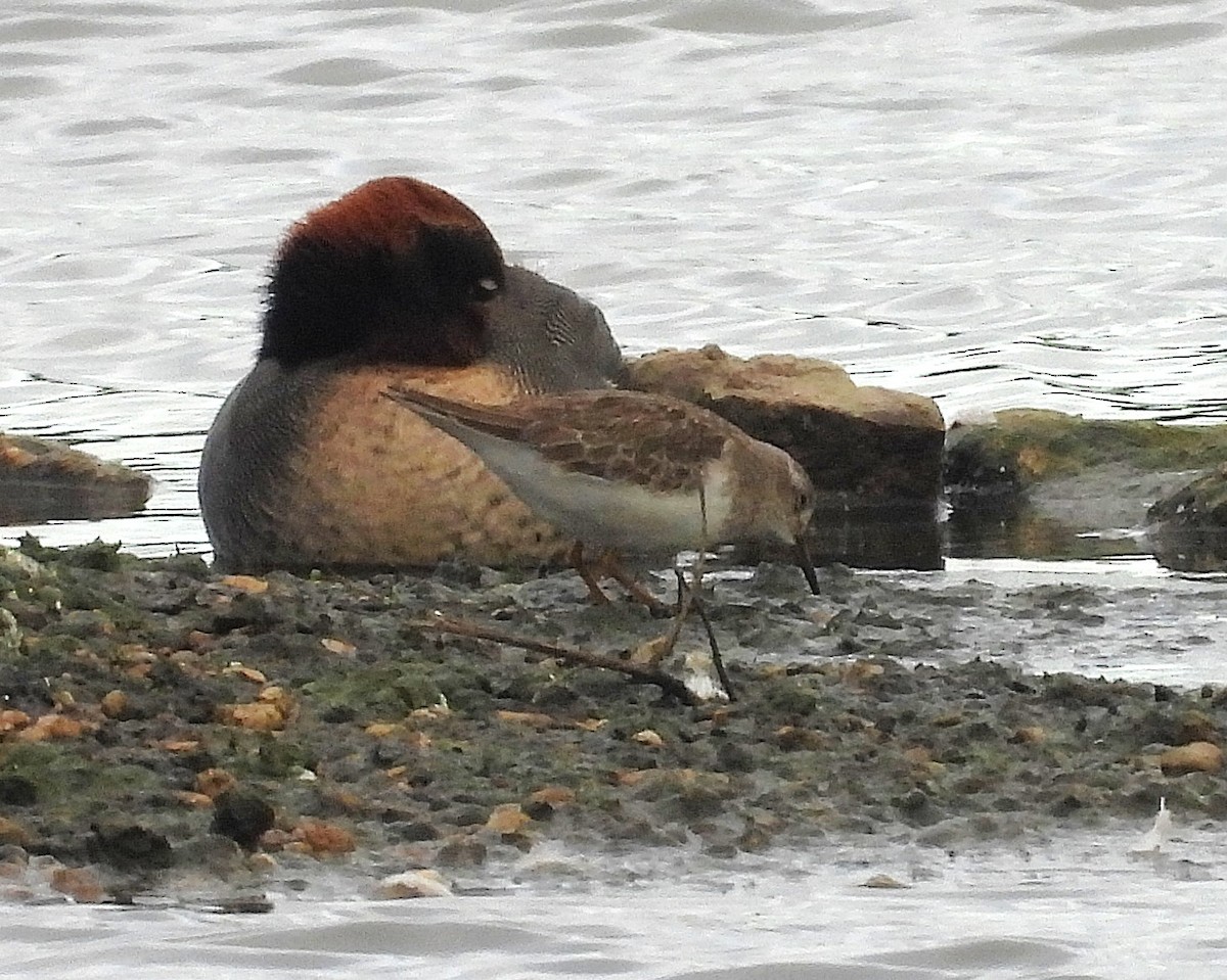 Temminck's Stint - ML643930139