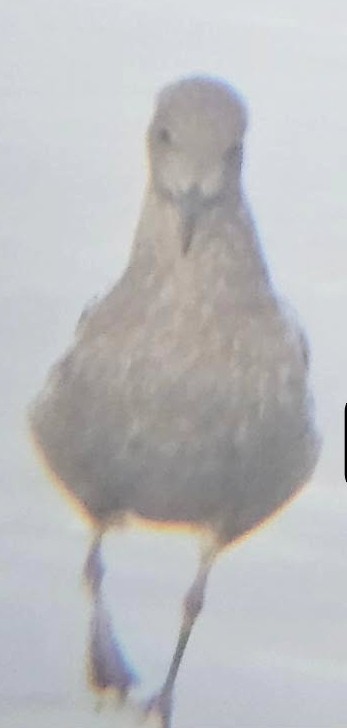 Мартин західний - ML643930140