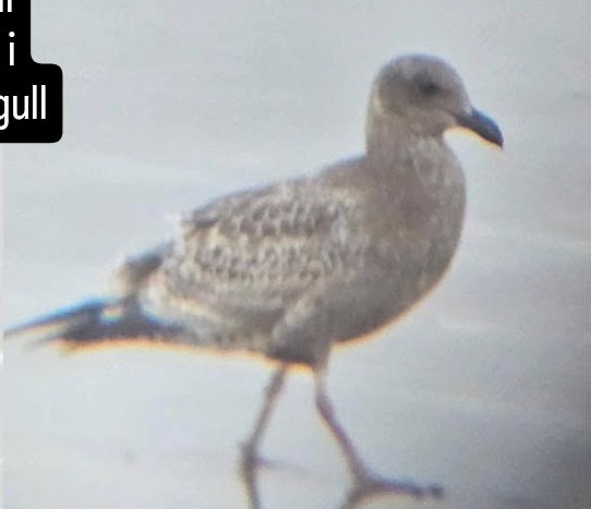 Мартин західний - ML643930141