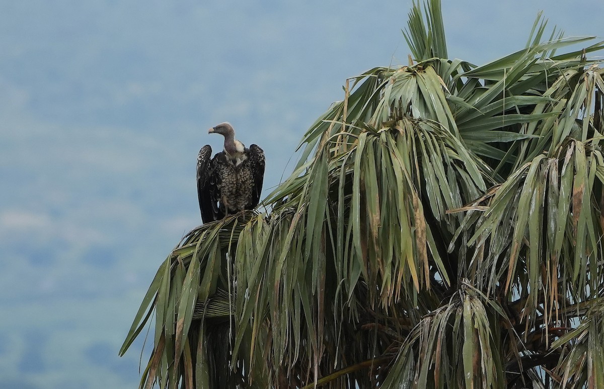 Rüppell's Griffon - ML643930162