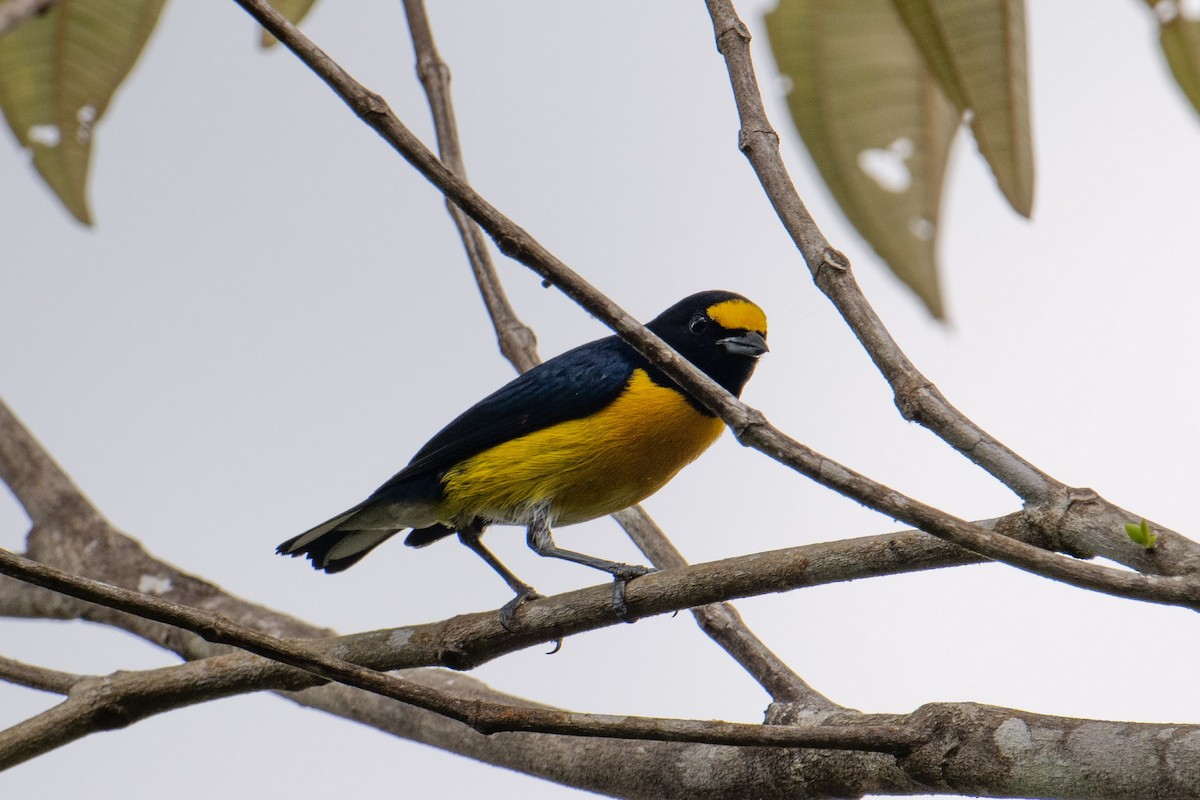 White-vented Euphonia - ML643930163