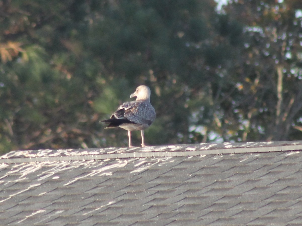 American Herring Gull - ML643930170